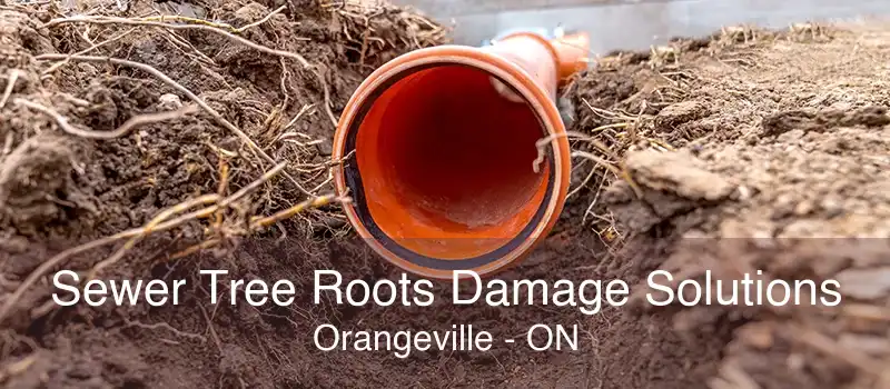 Sewer Tree Roots Damage Solutions Orangeville - ON